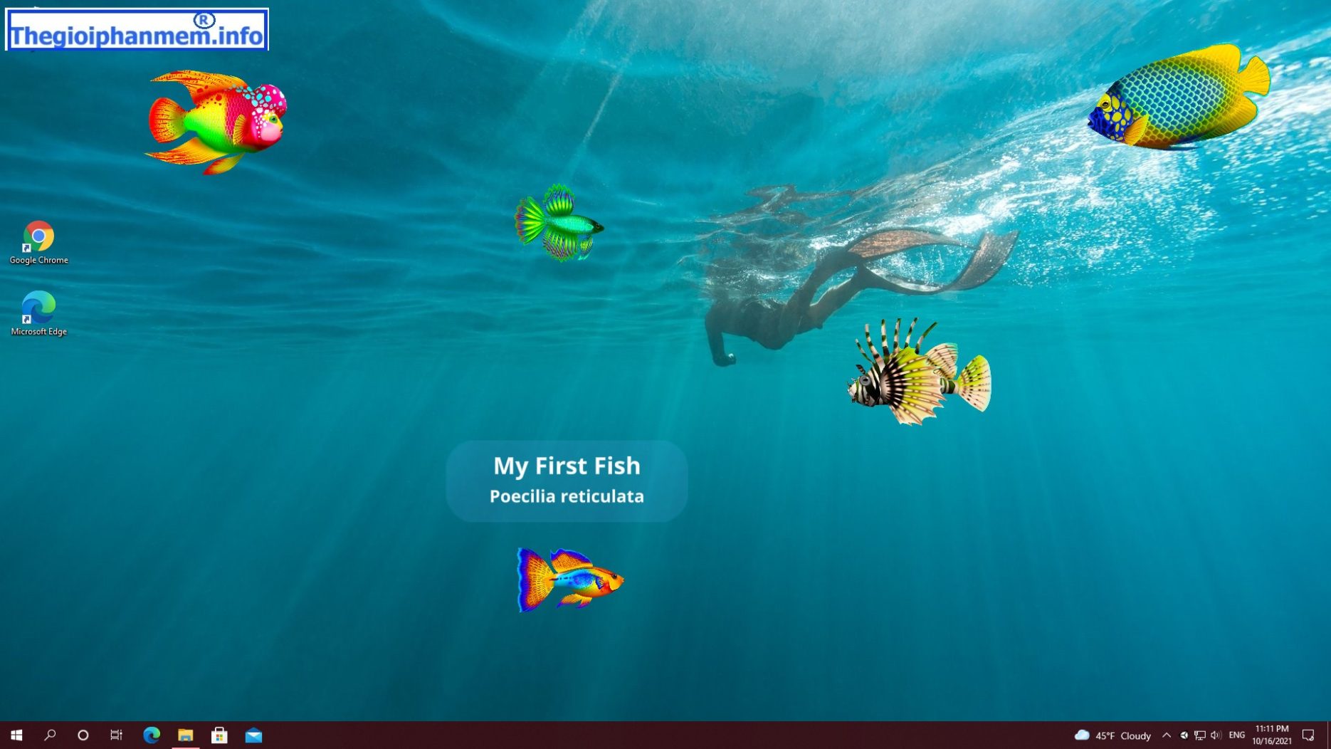 Virtual Aquarium - Nuôi cá thực tế ảo trên Máy tính của bạn. Ss 90ce40c5ade728dba4c32a11abad947c5a6231c6.1920x1080 1870x1052